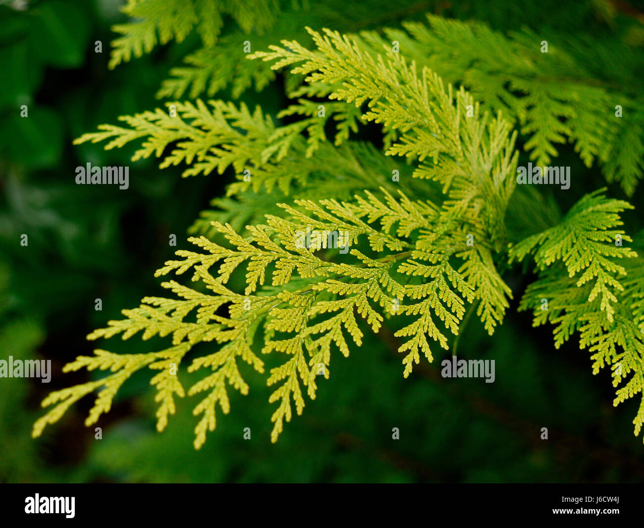 conifer cypress plant species detail tree park garden plant green black swarthy Stock Photo