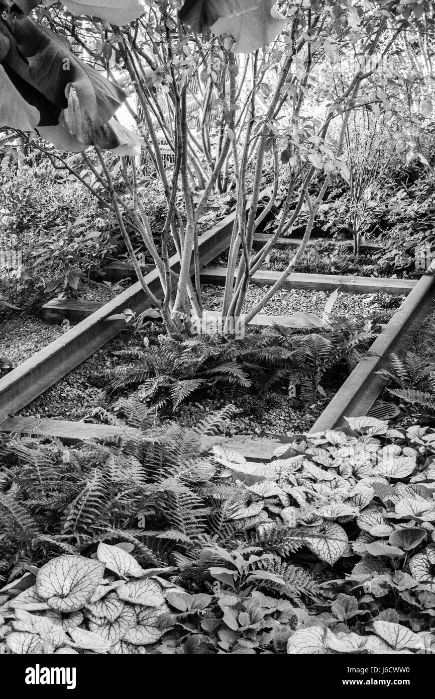 Many plants growing between old railroad tracks in New York black and white Stock Photo