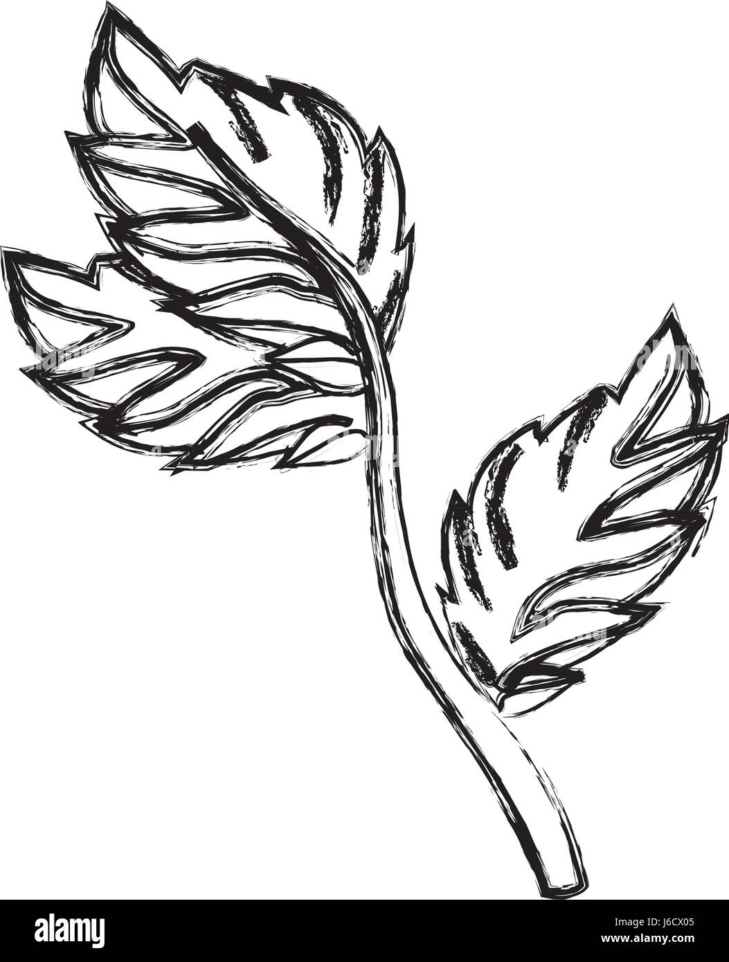 Mint plant leaves Stock Vector Image & Art - Alamy