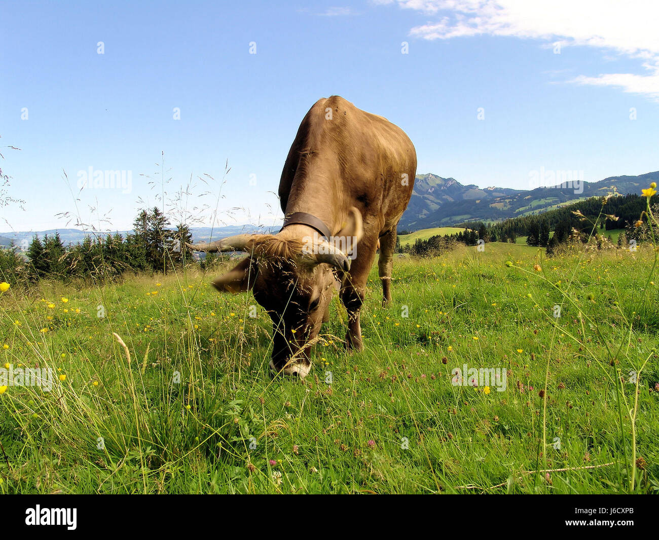 tree bavaria cow farm animal germany german federal republic mountain