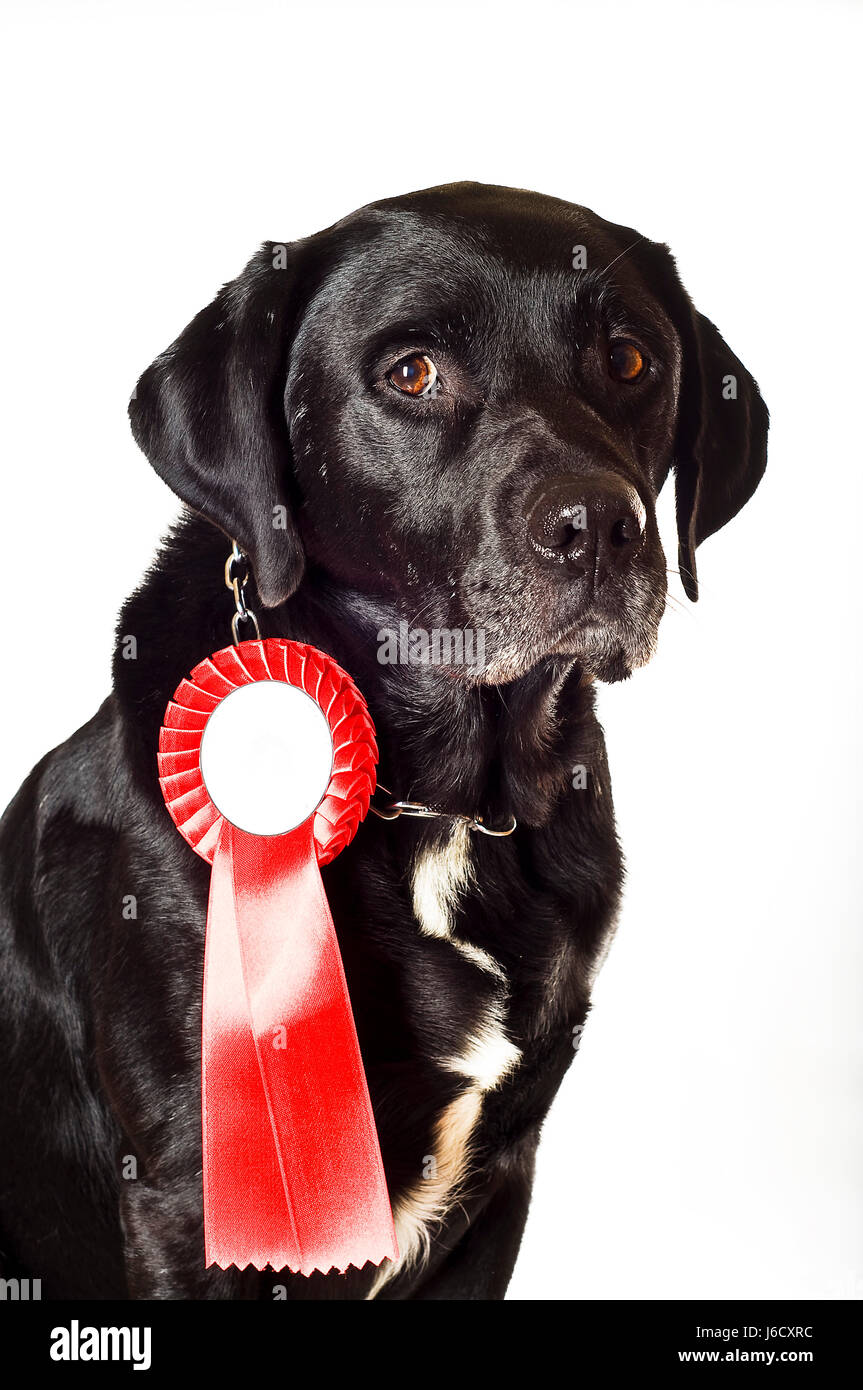 dog winner mongrel labrador champion beautiful beauteously nice education Stock Photo