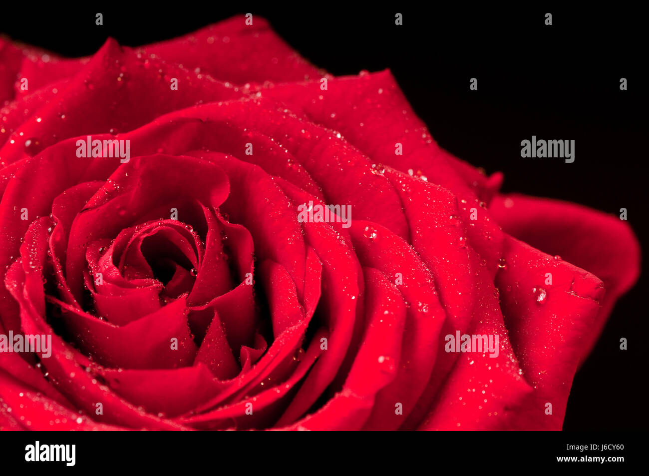 flower plant rose affection dew dewdrop love in love fell in love red drop drip Stock Photo