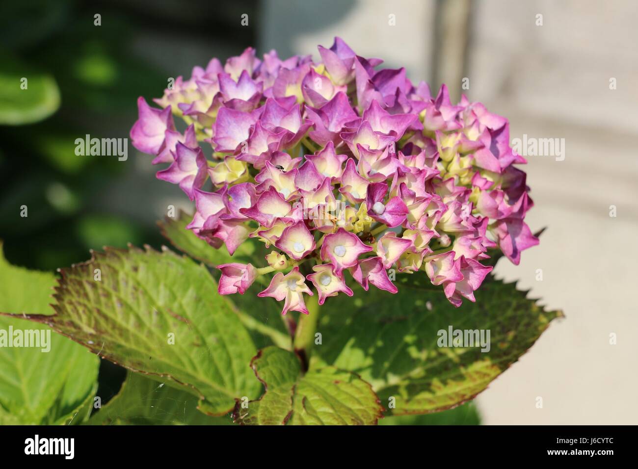 Bright pink Hydrangea flower head  blooming with a cluster of pink individual flower florets flowering in a Shropshire garden, England. Stock Photo