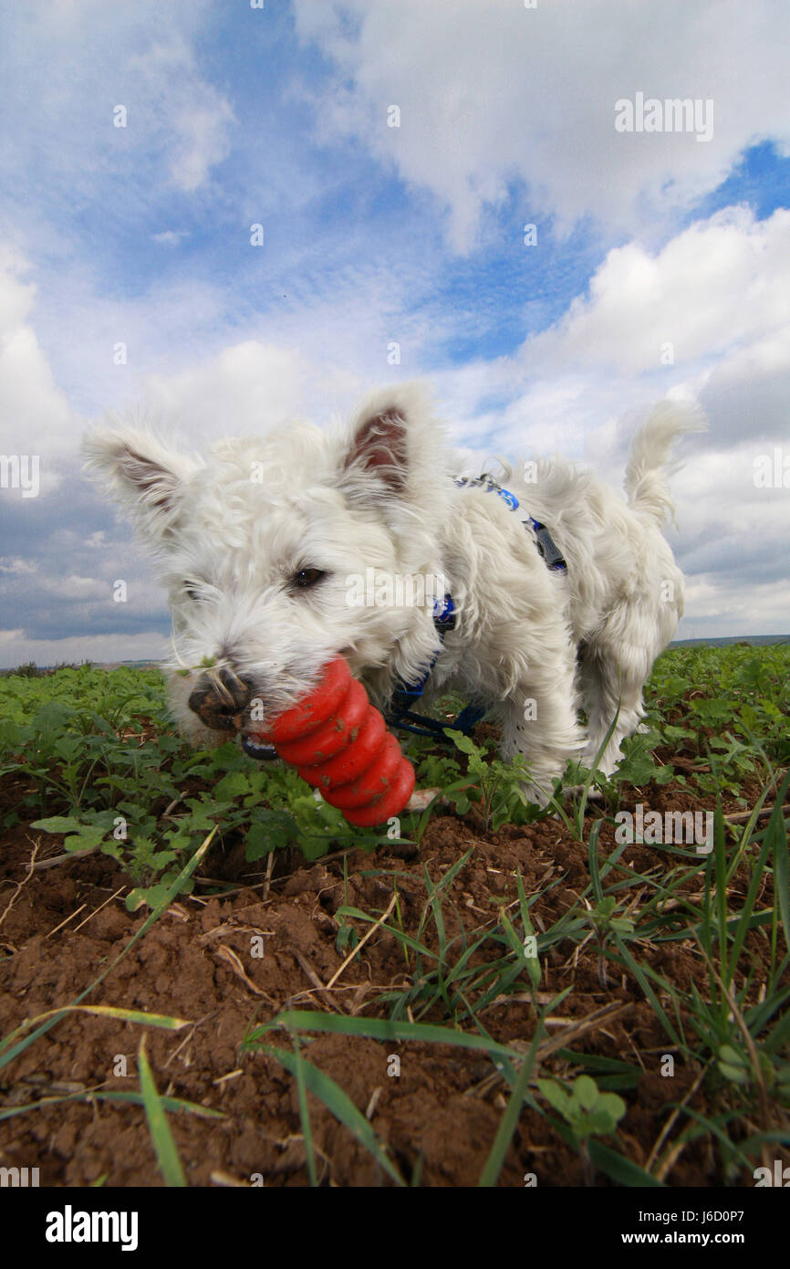 the playfulness Stock Photo