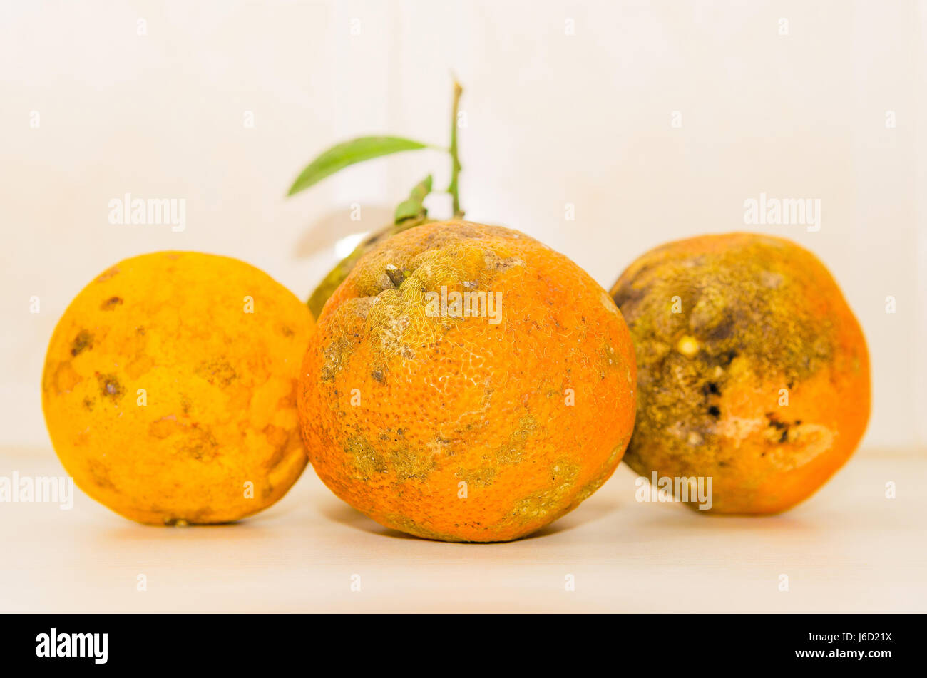 Some Rangpur lime side by side isolated. Stock Photo