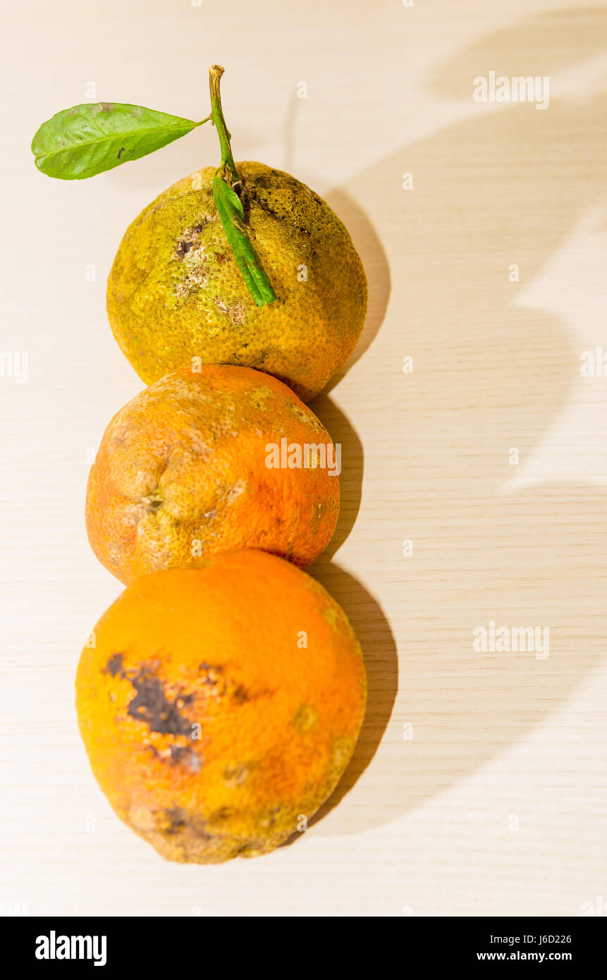 Lemon: Three Rangpur lime side by side on vertical, blank space on right. Stock Photo