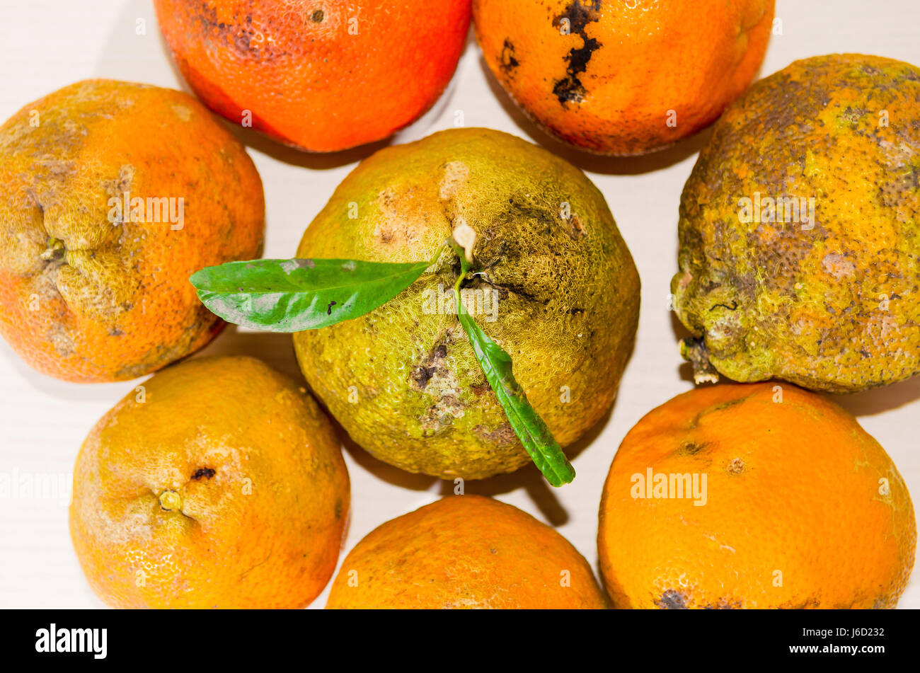 Lemon: Top view of a bunch of Rangpur lime side by side Stock Photo