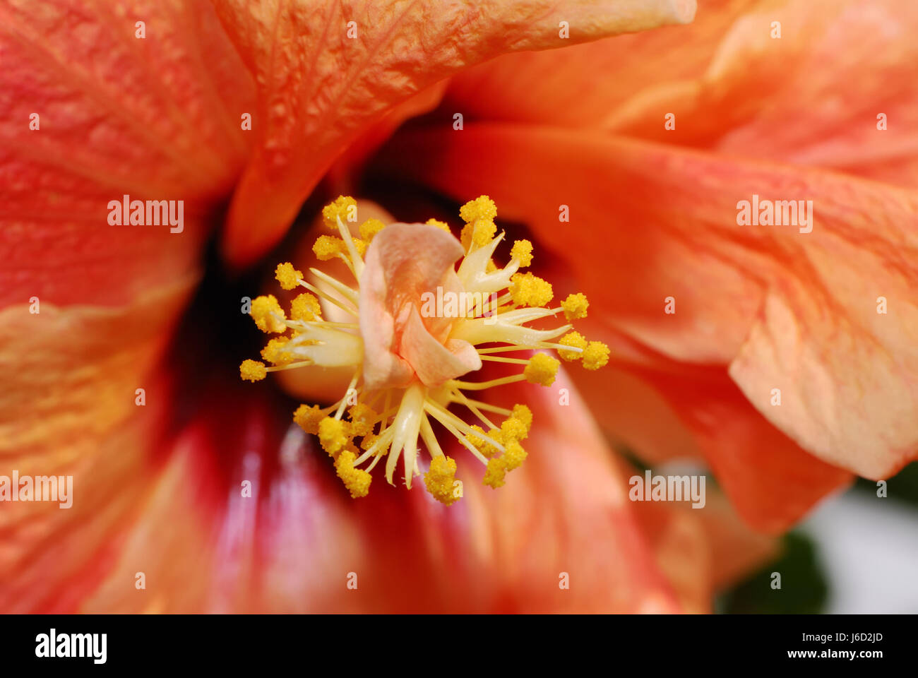 flower plant bloom blossom flourish flourishing exotic hibiscus calyx  floral Stock Photo - Alamy