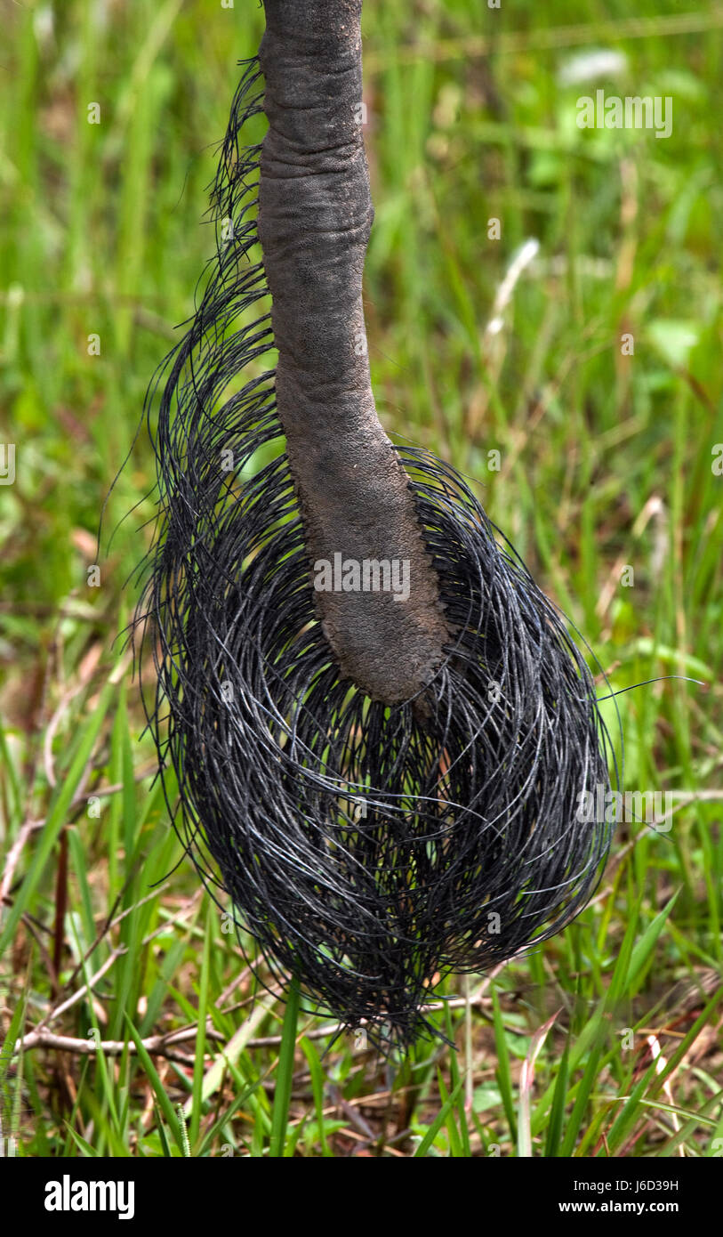 The tip of the tail of the Asian elephant. Very close. Indonesia. Sumatra. Stock Photo
