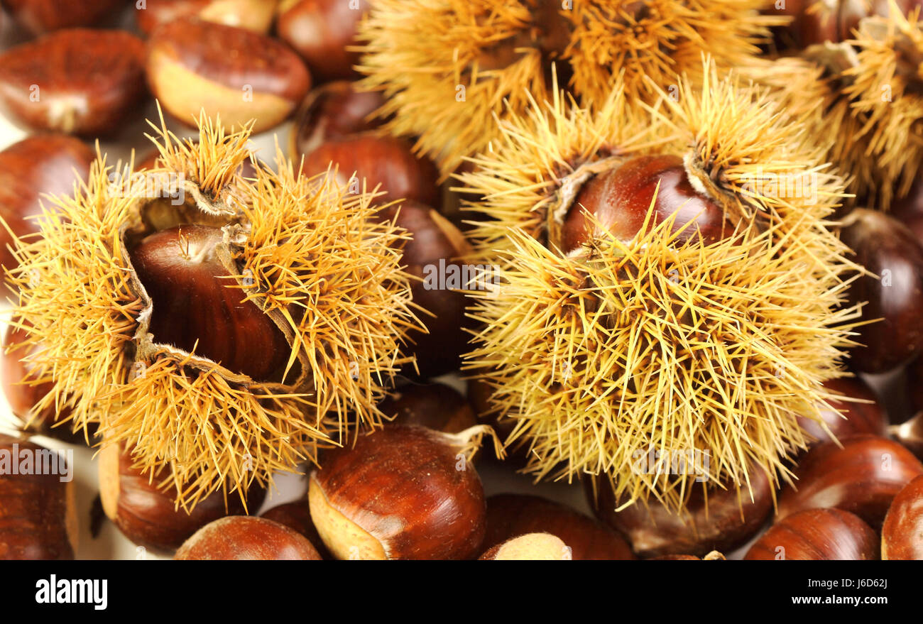 food aliment nuts chestnut backdrop background nature fall autumn food ...