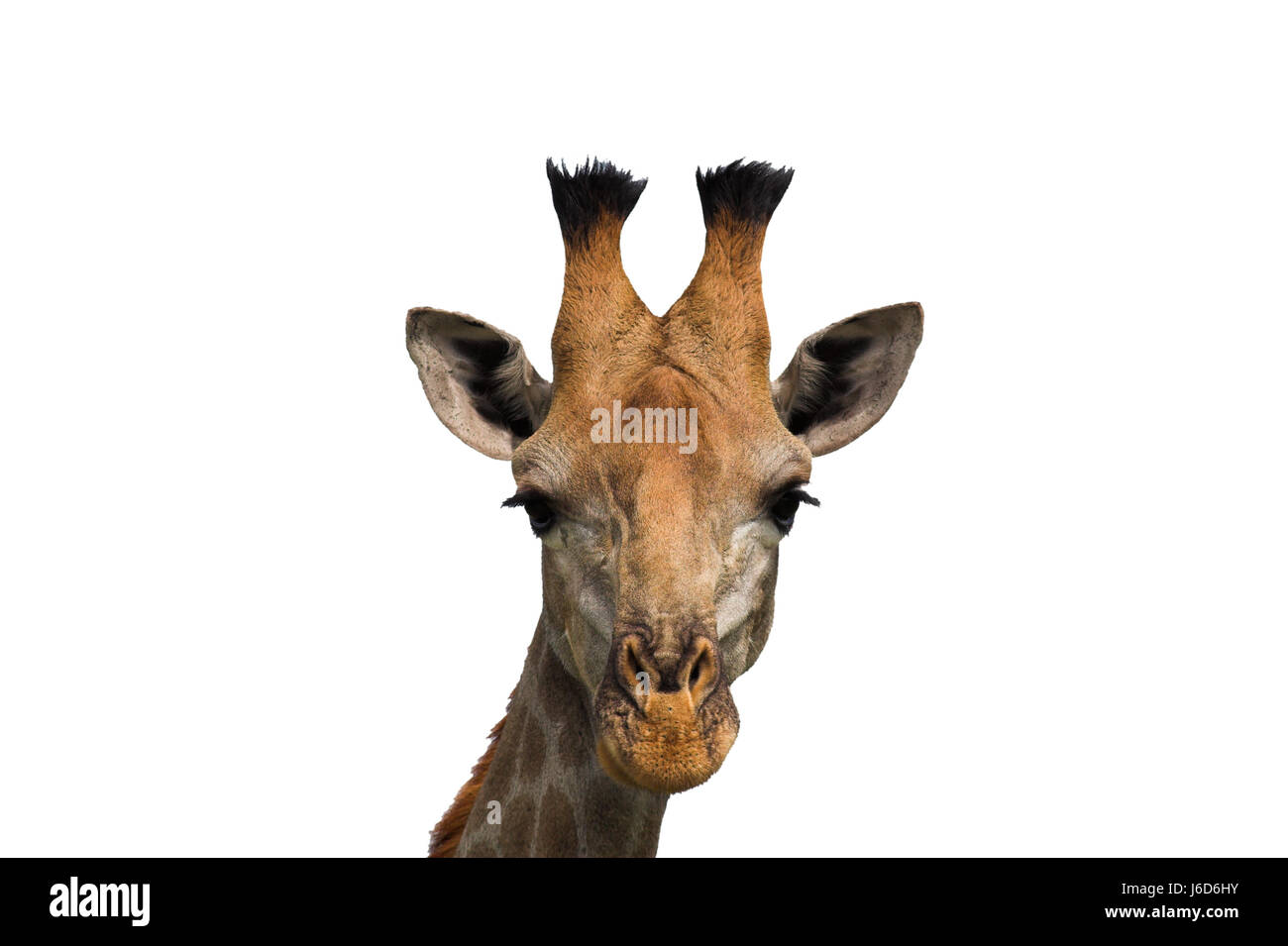 isolated animal wild africa animals giraffe herbivore legs game tournament play Stock Photo