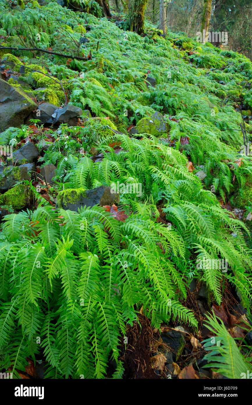 Licorice Ferns along Trail near Horsetail Falls, Historic