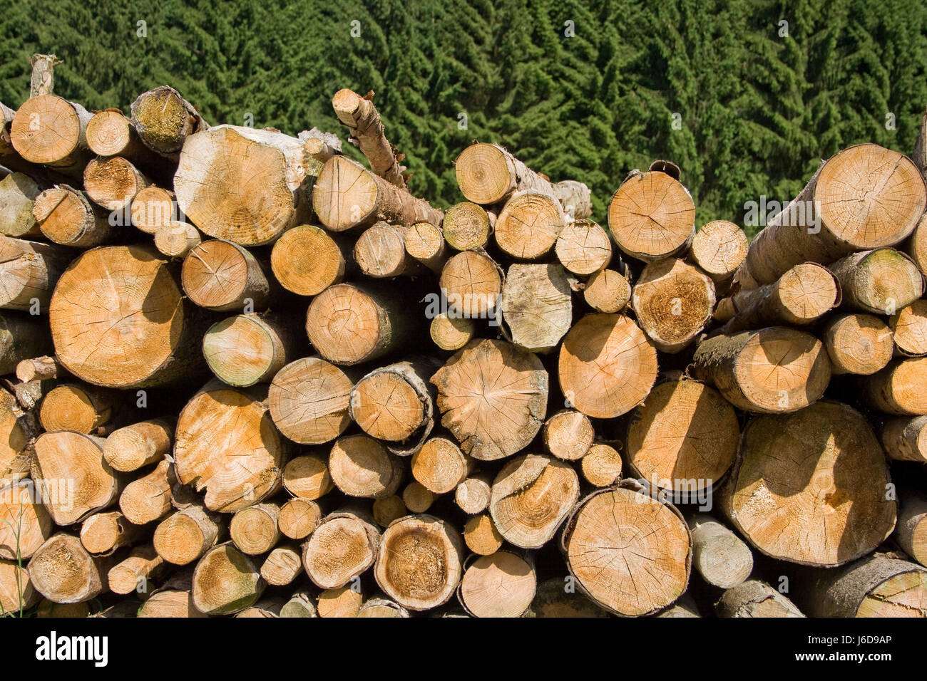 tree wood raw material forest forestry blue tree industry wood