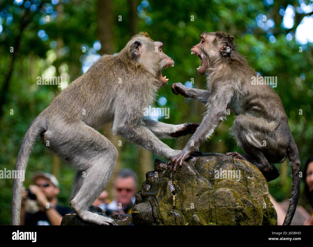 Two macaques play each other in the temple. Indonesia. The island of ...