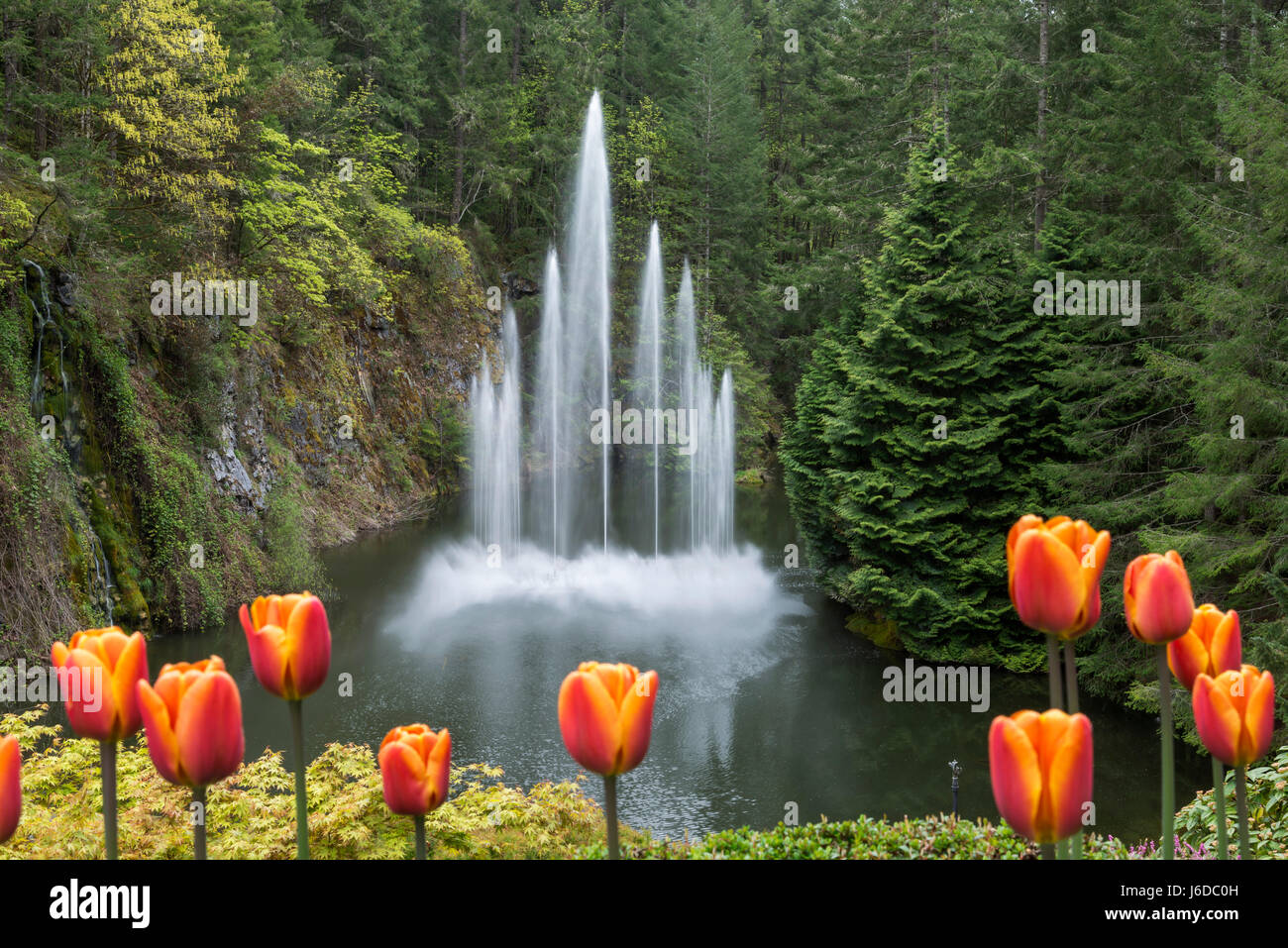 Fountain at Butchart Gardens in Victoria, Canada Stock Photo Alamy