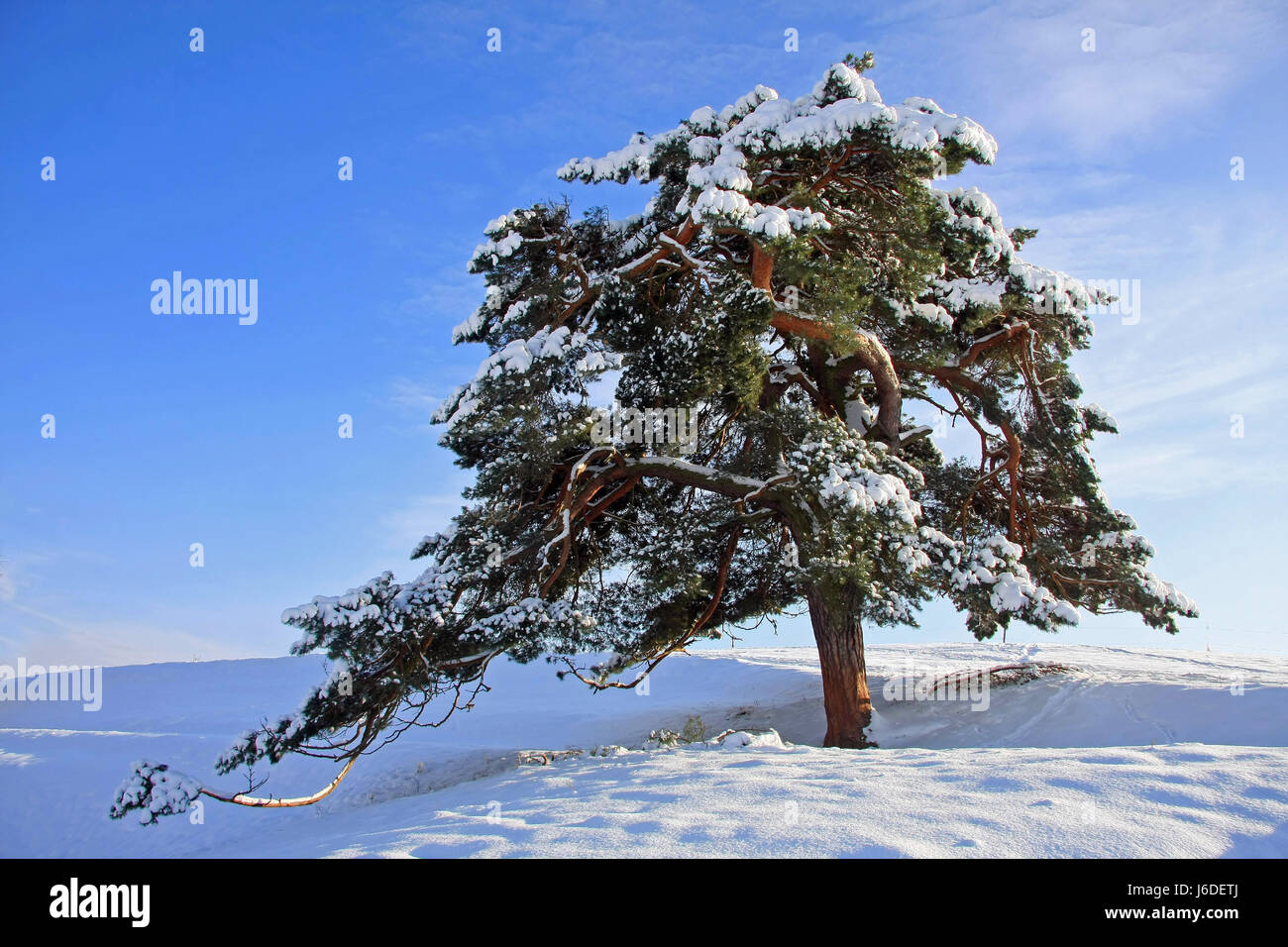 pine tree in winter Stock Photo - Alamy