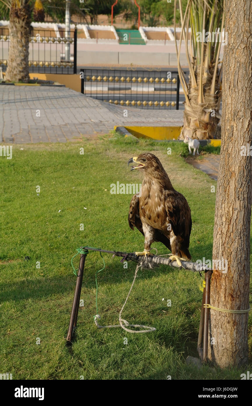 Portrait of Common Buzzard standing on metal stand tied to tree above grass towards a domestic cat and the Dubai-Hatta Road, Al Badayer, Dubai, UAE Stock Photo