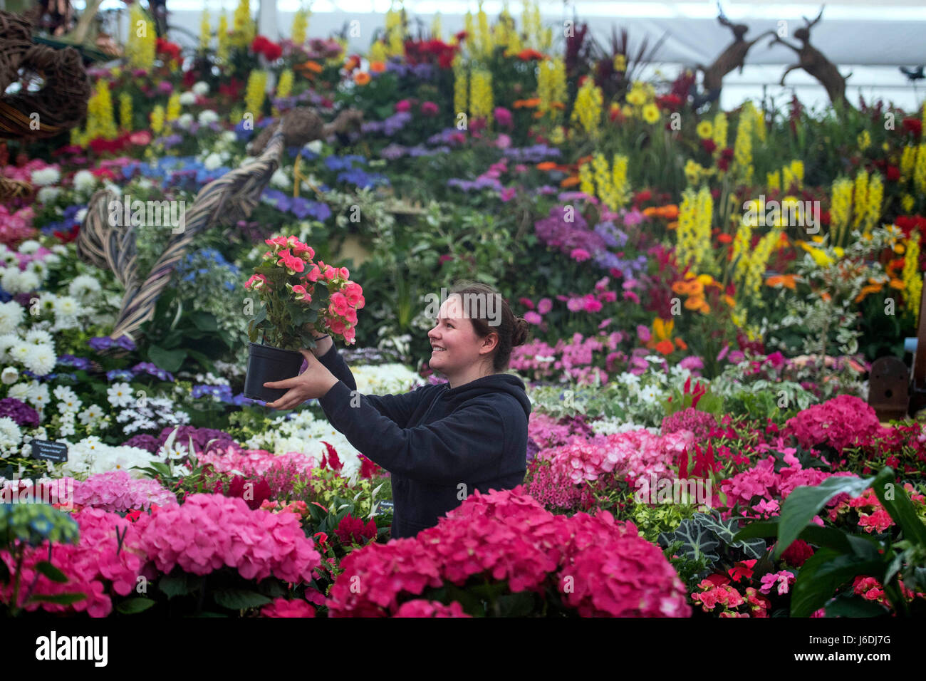 Charlotte Oakes makes the final floral arrangements on the Birmingham City Council display during preparations for the RHS Chelsea Flower Show 2017 at the Royal Hospital Chelsea in London. Stock Photo