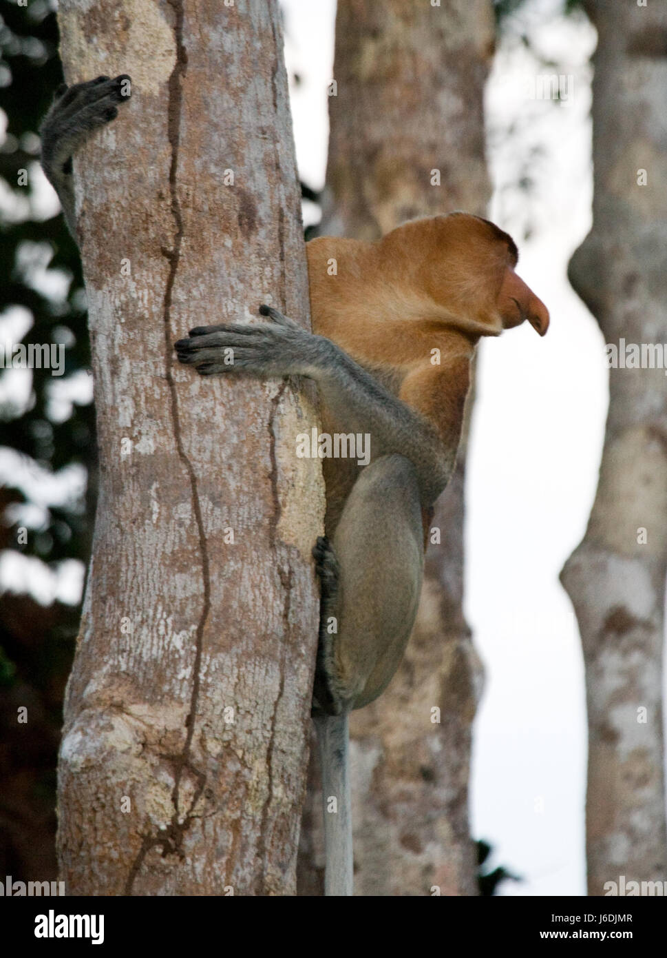 The proboscis monkey is sitting on a tree in the jungle. Indonesia. The island of Borneo (Kalimantan). Stock Photo