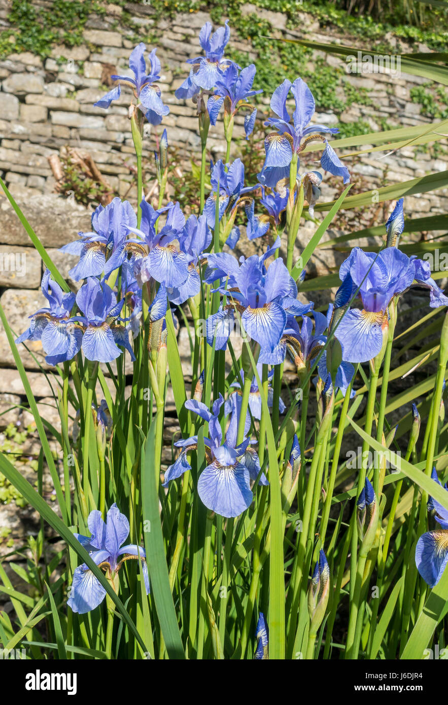 Beautiful blue iris, iris spuria, flowers growing in a garden. Stock Photo