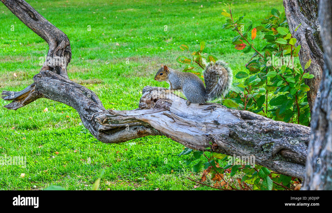 Cute young squirrel on a tree branch posing for a portrait Stock Photo