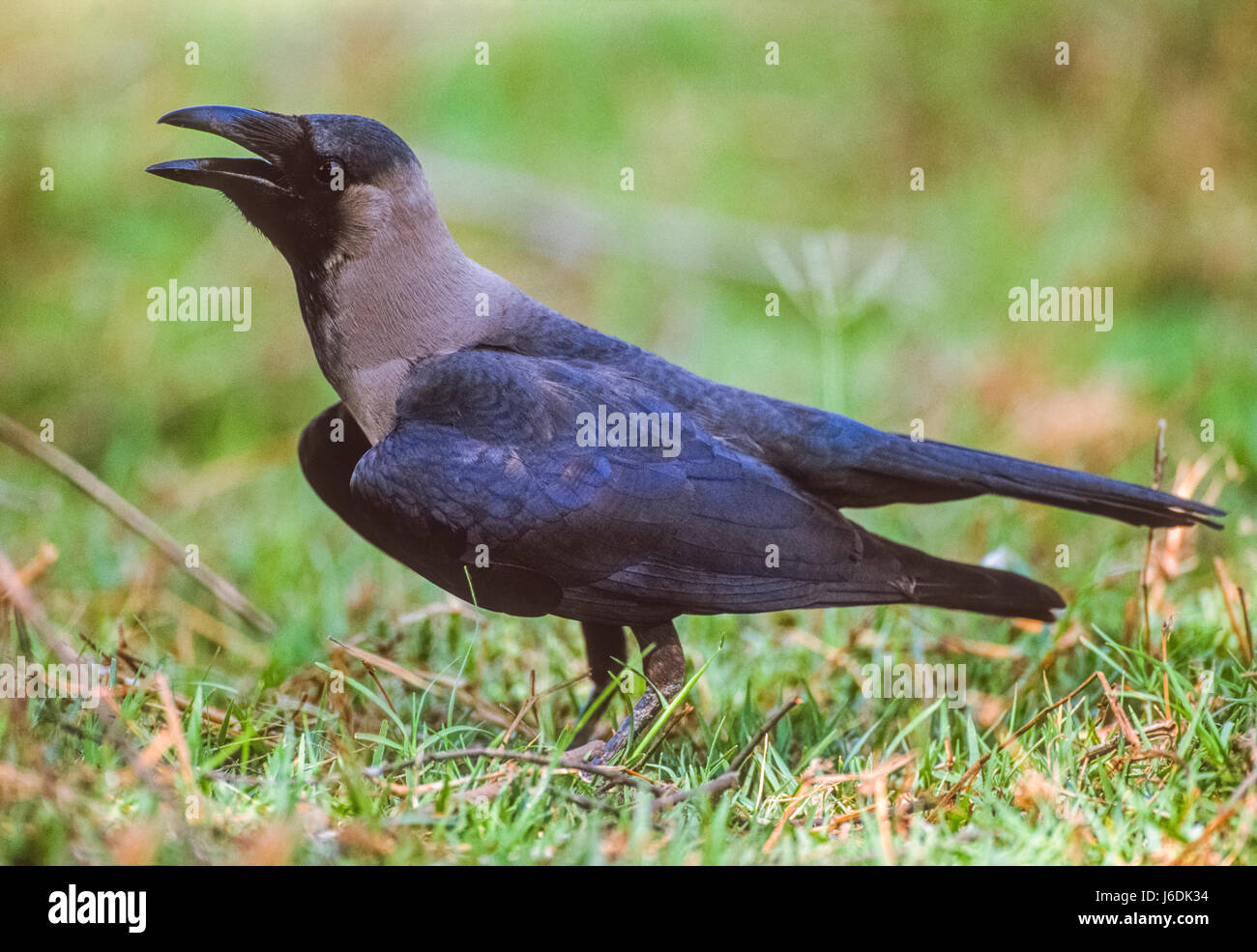 House Crow, , cooling down with beak open,Keoladeo Ghana National Park