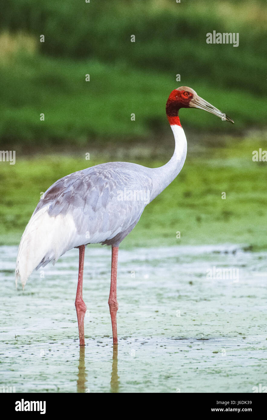 Sarus Crane, Grus antigone, Keoladeo Ghana National Park, Bharatpur, Rajasthan, India Stock Photo