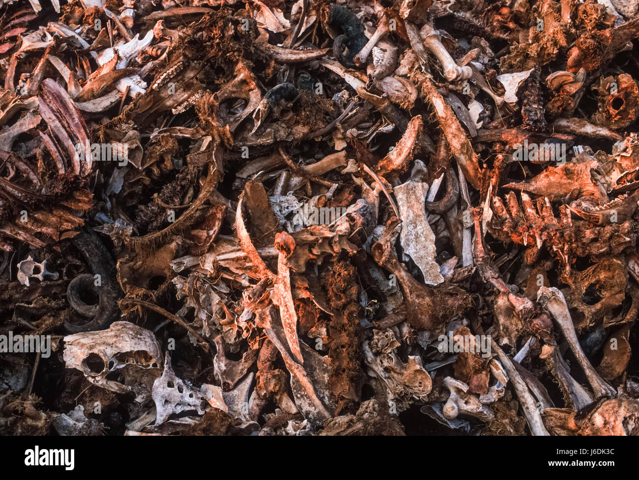 Pile of  animal bones from fertiliser factory, Bharatpur, Rajasthan, India Stock Photo