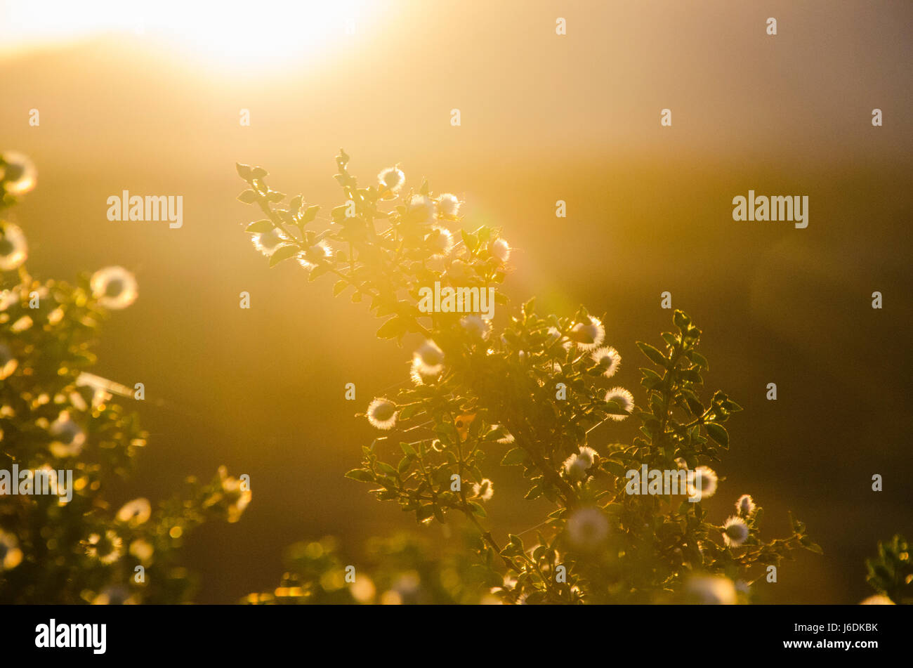 sun set in mesquite Stock Photo