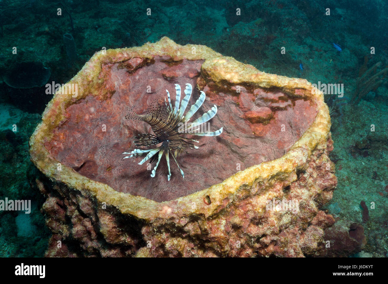 Lionfish - Stock Image