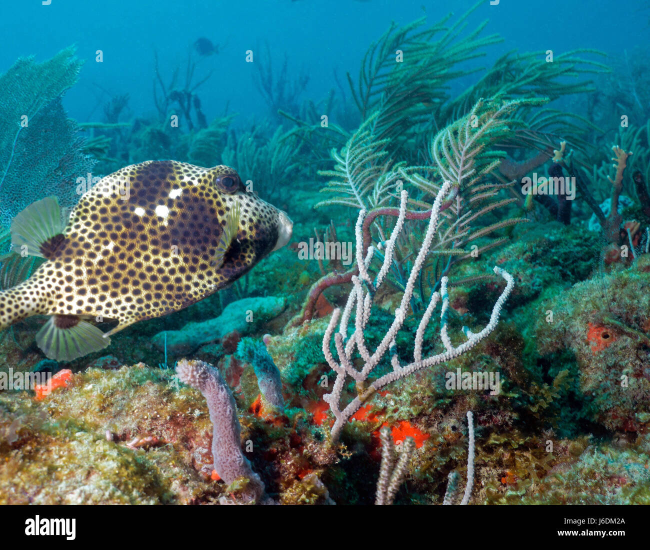 Spotted Trunkfish Stock Photo