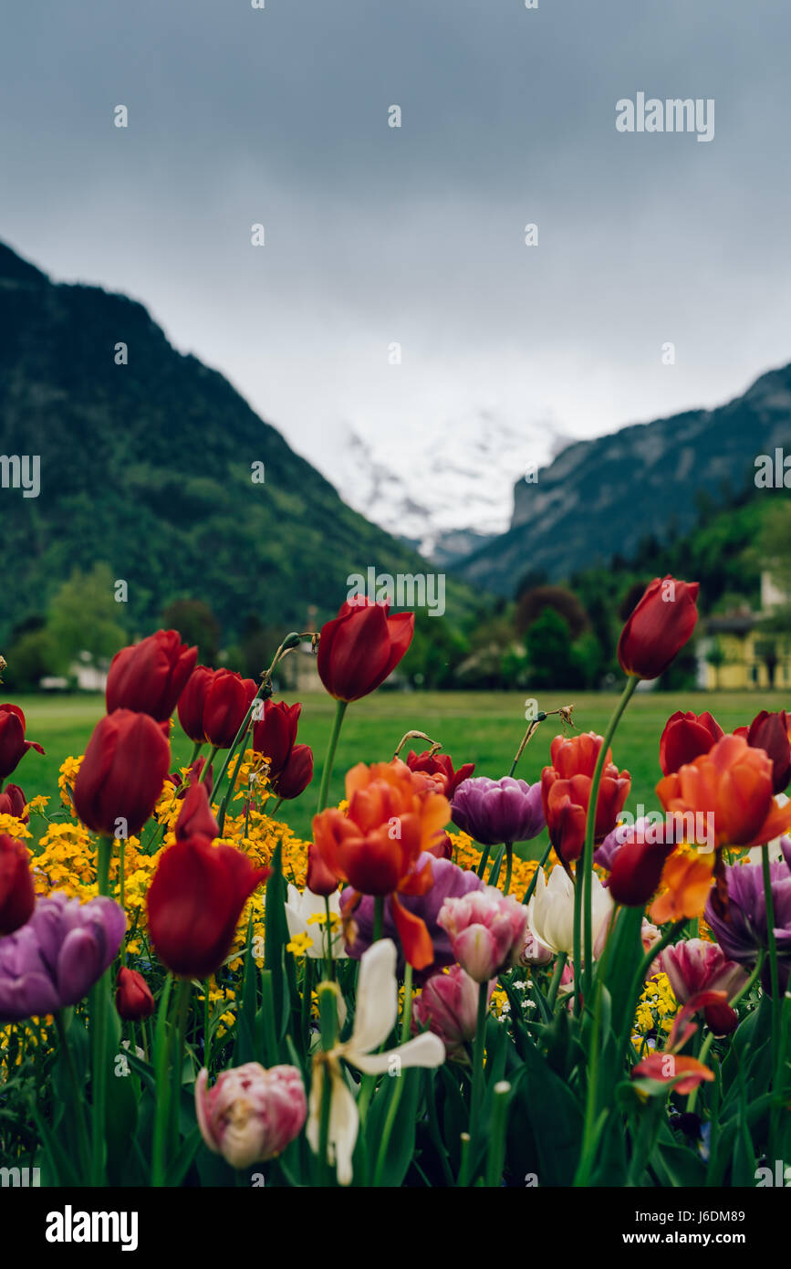 Tulips and various other flowers in Interlaken, Switzerland with a view of the Swiss Alps in the background. Stock Photo