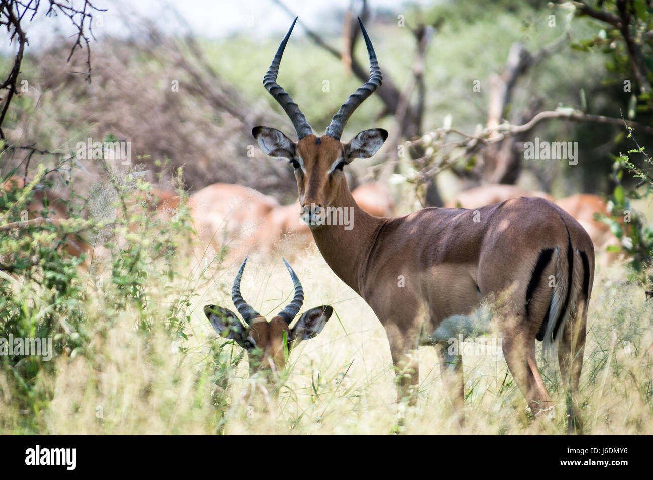 Two male impalas on the lookout while resting in the grass in Kruger National Park, South Africa Stock Photo
