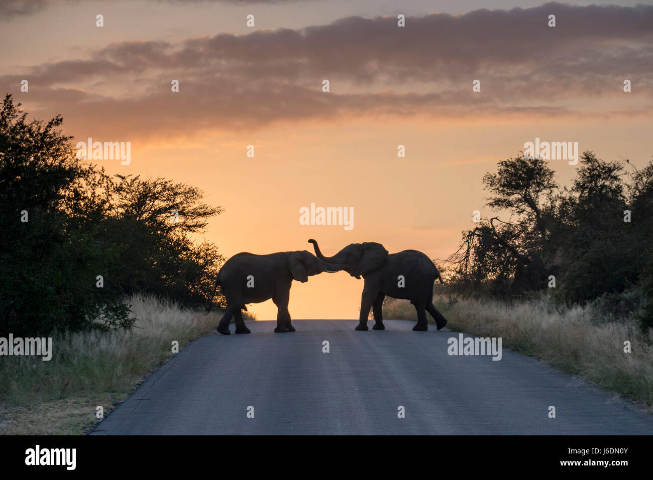 Two elephants from a large herd pausing on the road during sunrise in Kruger National Park, South Africa Stock Photo