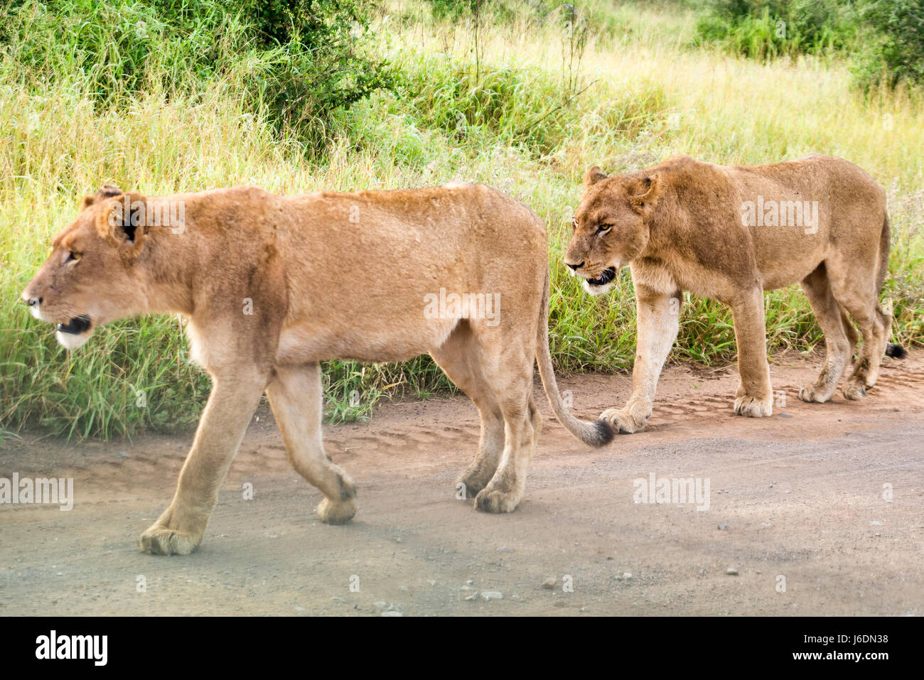 Two lion returning from the hunt afer the sun rises in Kruger National Park, South Africa Stock Photo