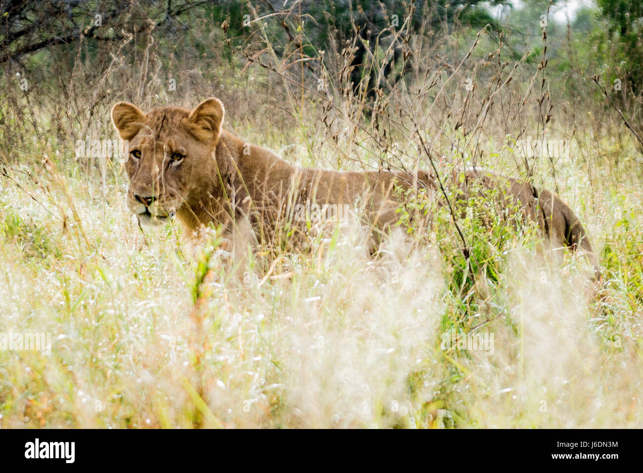 Female lion returning from the hunt after the sunrise in Kruger National Park, South Africa Stock Photo