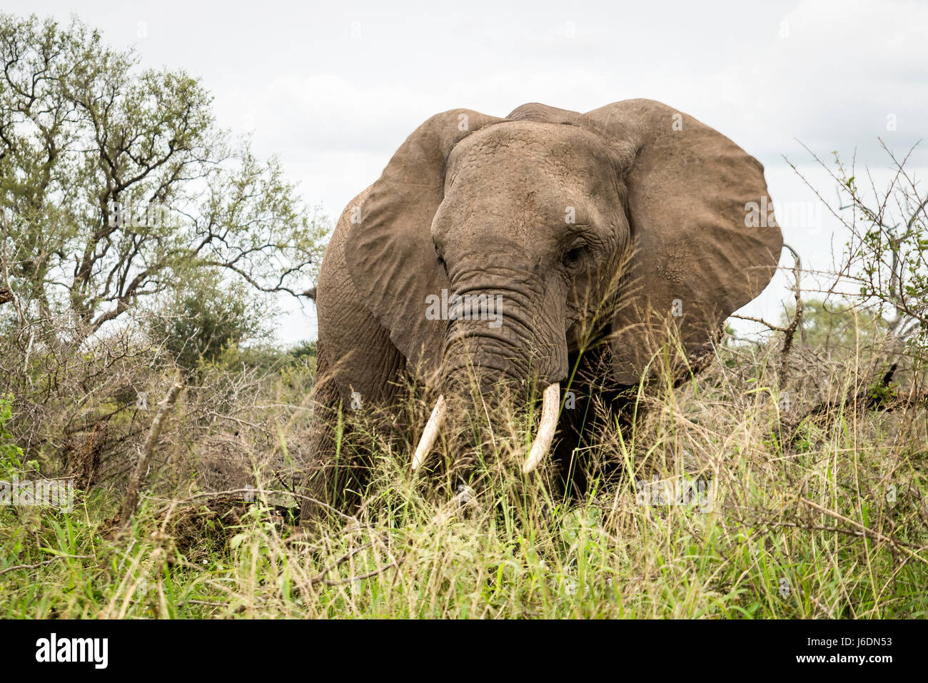 Lone elephant grazing in the bush in Kruger National Park, South Africa Stock Photo