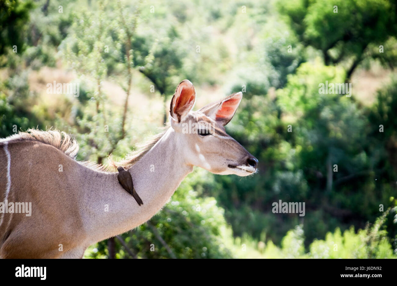 A female kudu relaxes in the sun with an ox pecker bird in Kruger National Park, South Africa Stock Photo