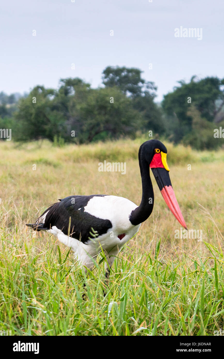 Saddle billed stork hunting in tall grass in Kruger National Park, South Africa Stock Photo