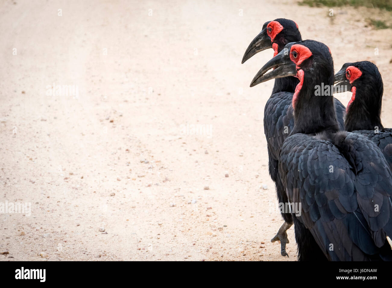 Three Southern Ground Hornbills walk along the road in Kruger National Park, South Africa Stock Photo