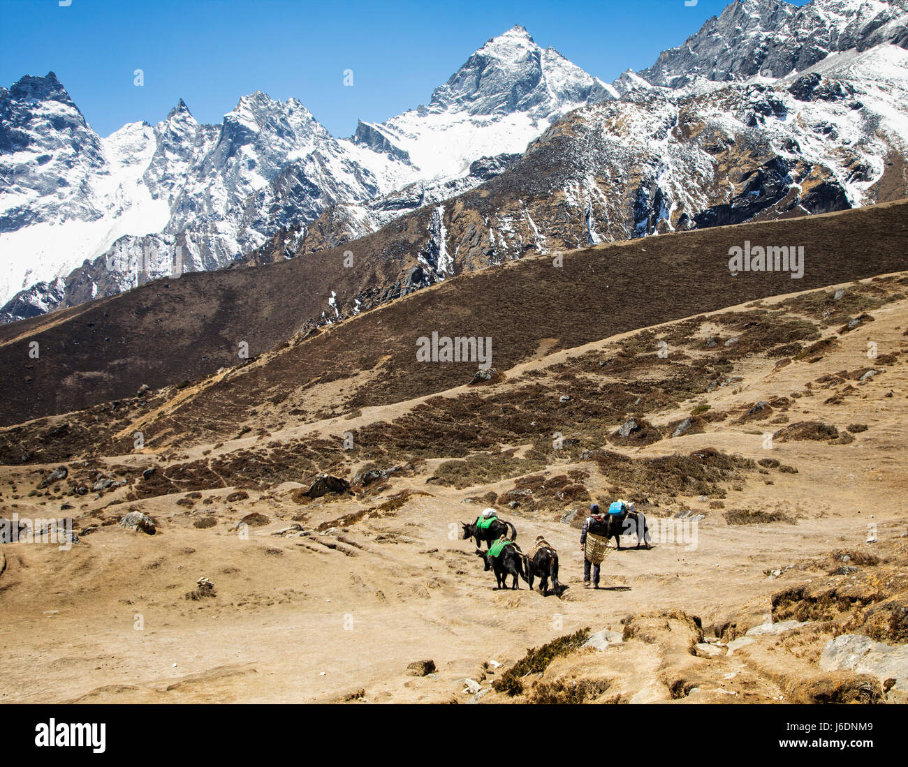 A man guides his yak down the trail from Machhermo.  Sagarmatha National Park, Nepal. Stock Photo