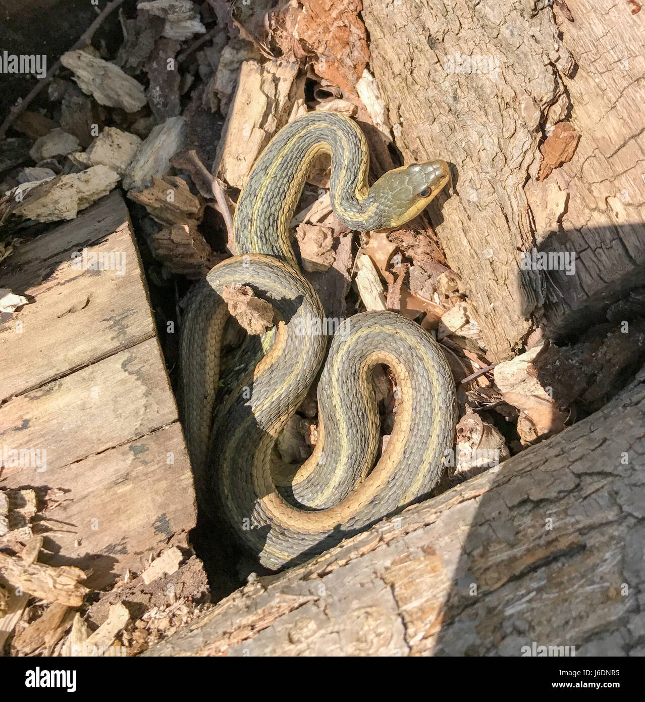 Eastern Garter Snake basking coiled in the sun among logs and leaves