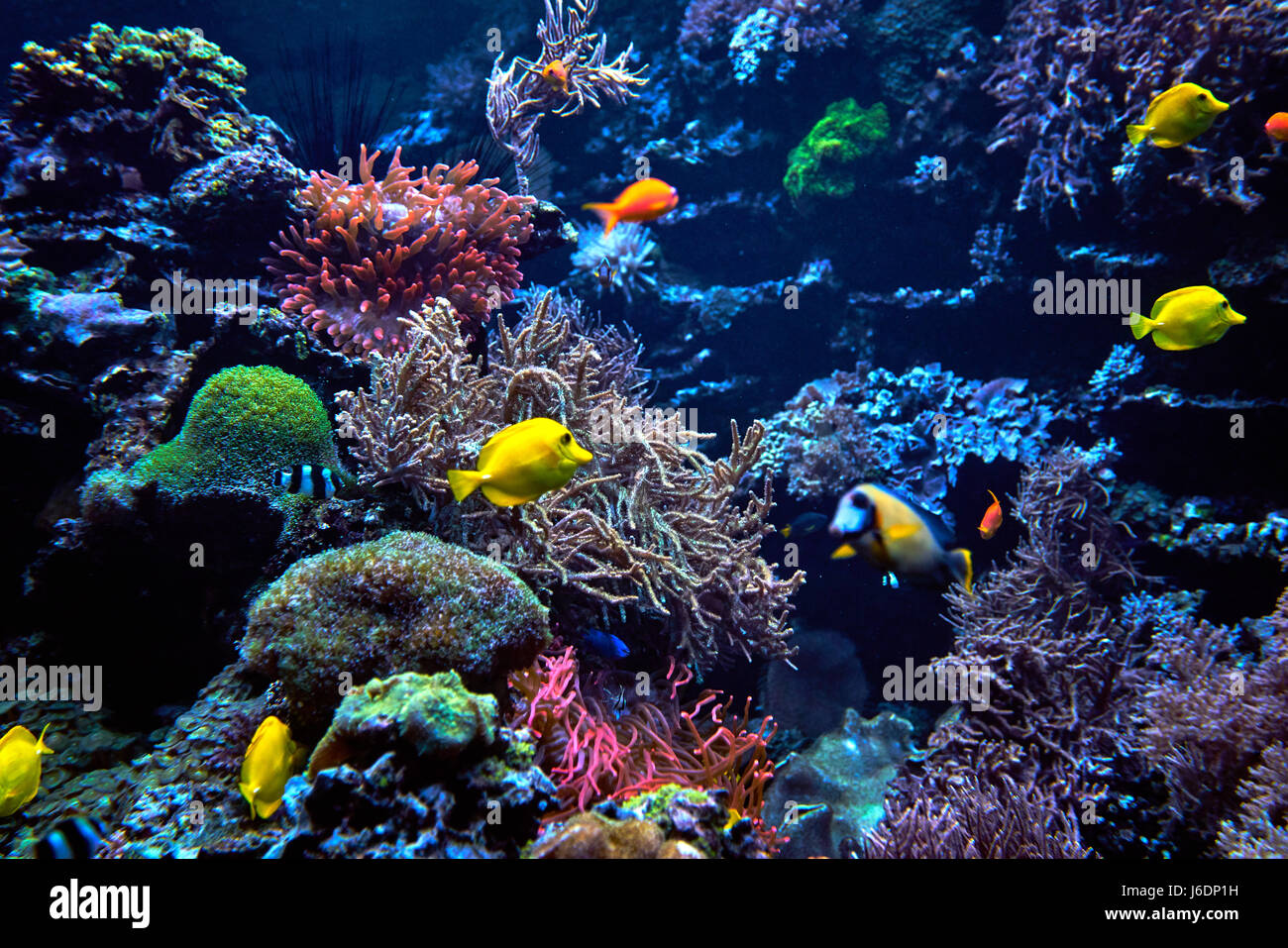 underwater background. Underwater scene. Underwater world. Underwater life  landscape Stock Photo - Alamy