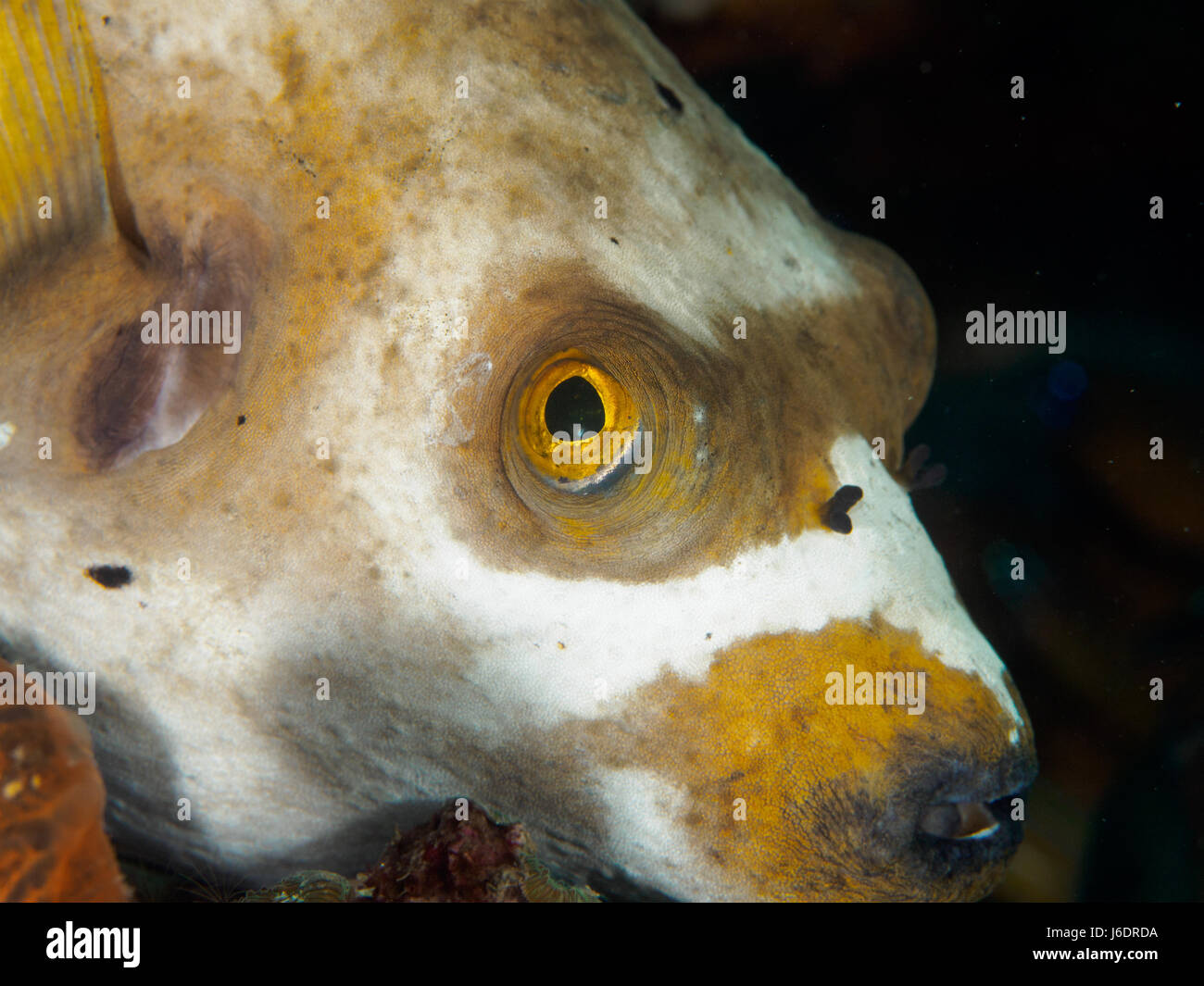 Underwater, Close-up of Puffer fish Stock Photo