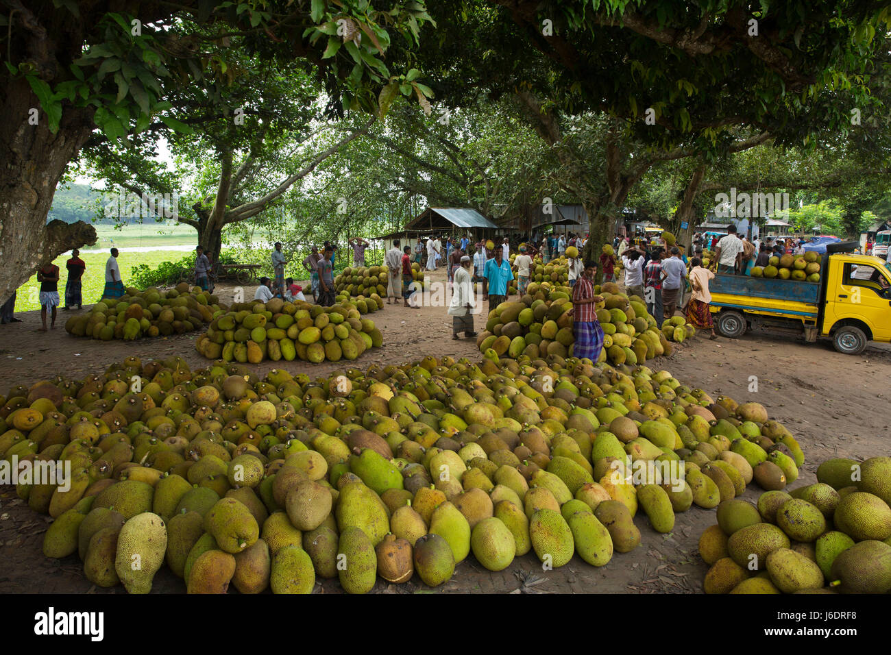 Fruits of bangladesh hires stock photography and images Alamy