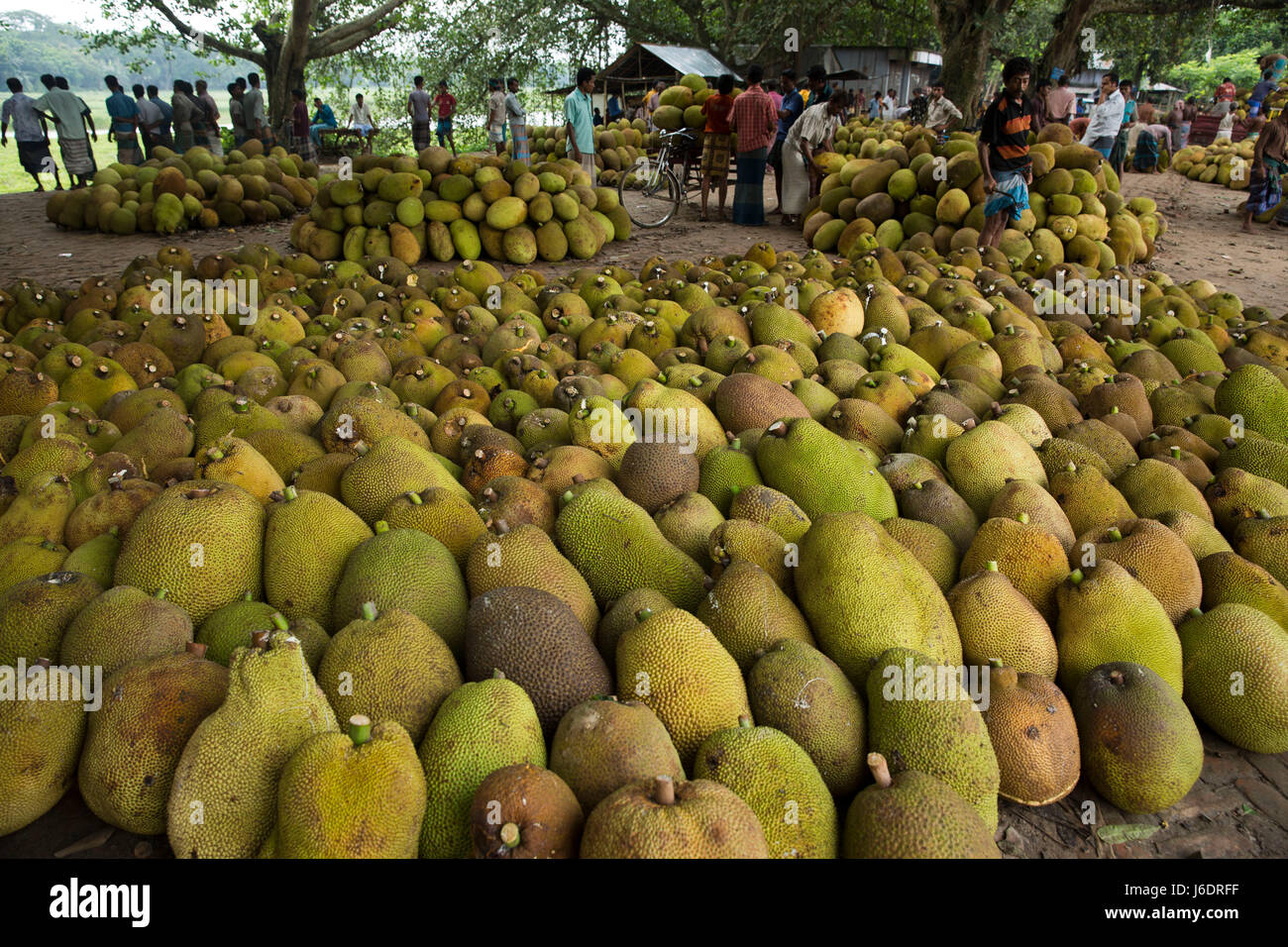 A jackfruit market at Belabo. Jackfruit is the national fruit of