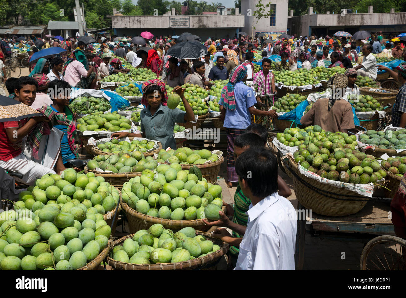 Wholesale mango market at Kansat. Chapainawabganj, Bangladesh Stock Photo Alamy