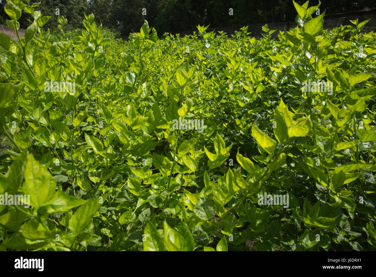 Mulberry plantation used for growing silkworms. Rajshahi, Bangladesh