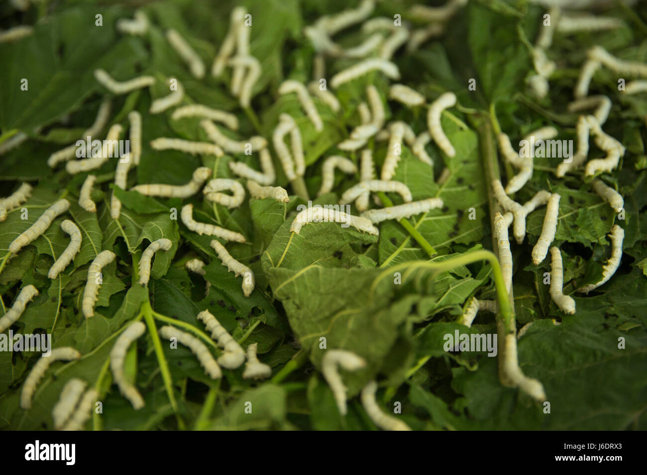 Silkworms eat mulberry leaves in a silk factory. Rajshahi, Bangladesh Stock Photo Alamy