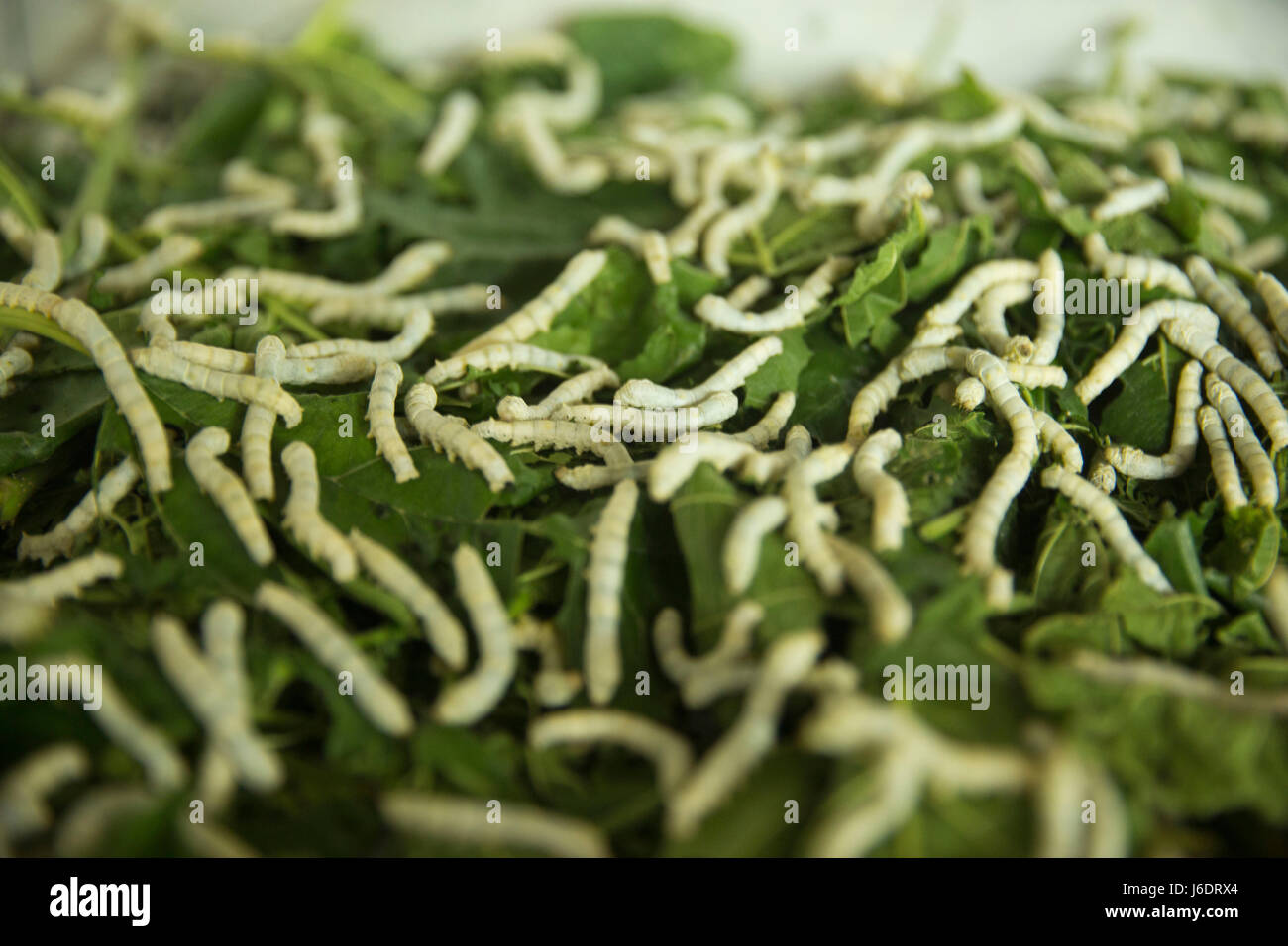 Silkworms eat mulberry leaves in a silk factory. Rajshahi, Bangladesh